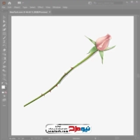 فایل وکتور غنچه گل رز صورتی